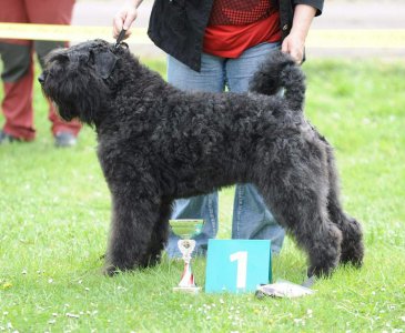 Vienna Romy v.d. Nevel Hoeve